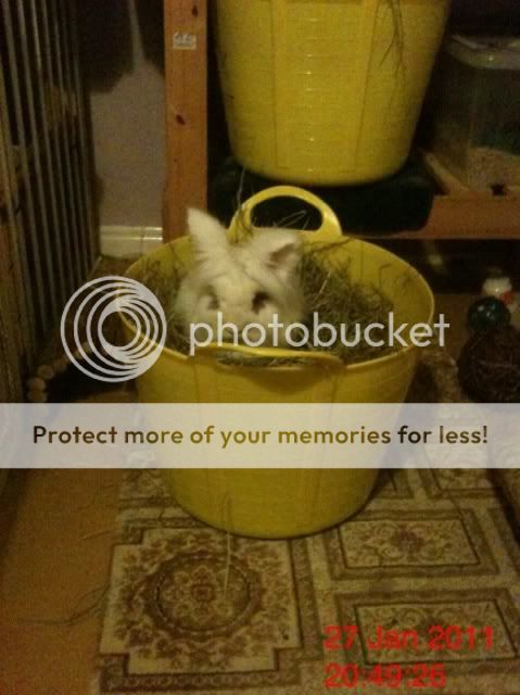 What is it with tub buckets and Rabbits ! Parsley1