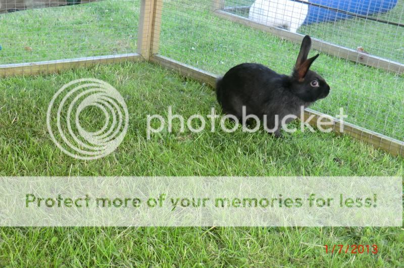 Vinnie and Greytails first ever time in the Garden. 1-6-13003