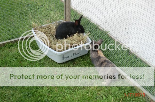 Cleo and Dotty's first time ever in the Garden. 1-7-13004