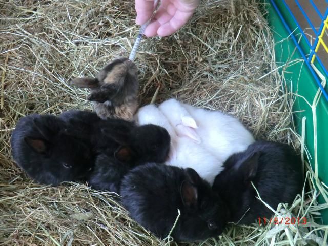 Latest News and photos of the 'Mini Bun Gang' ( photo heavy) 11-5-13001