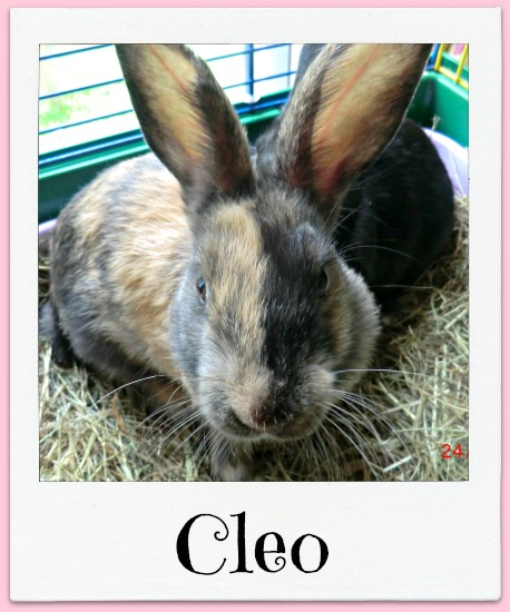 Names of the Mini Bun 8. ( Photo Heavy) CleoT