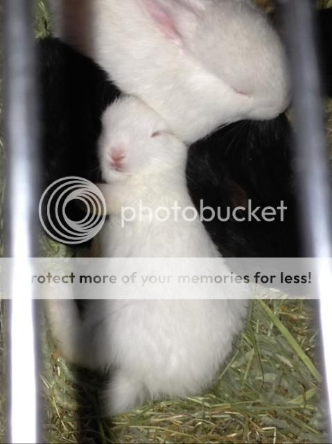 Latest News and photos of the 'Mini Bun Gang' ( photo heavy) Pawzbaby3