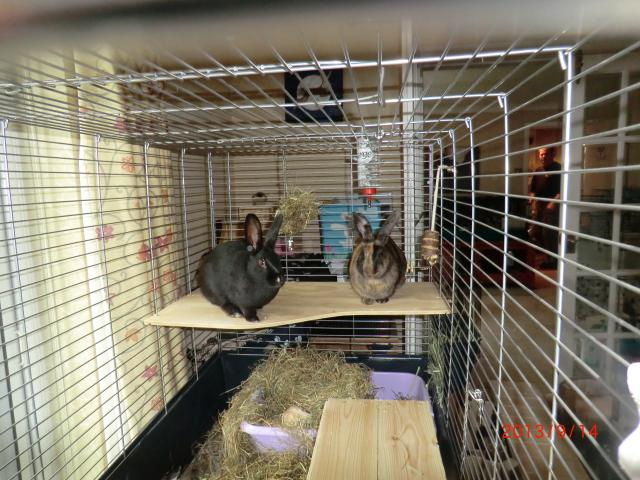 Dolly and Cleo love their new indoor cage. Photos002