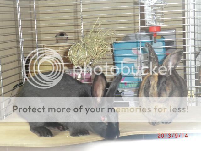 Dolly and Cleo love their new indoor cage. Photos003