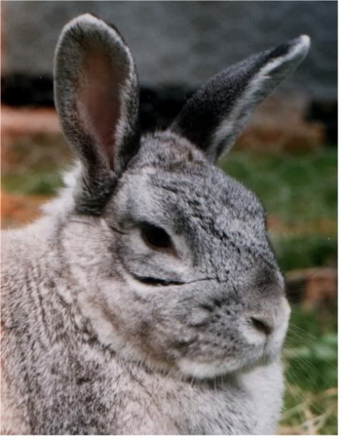 Woodwench's Beautiful Bunny CLAWED LOVELYCLAWED