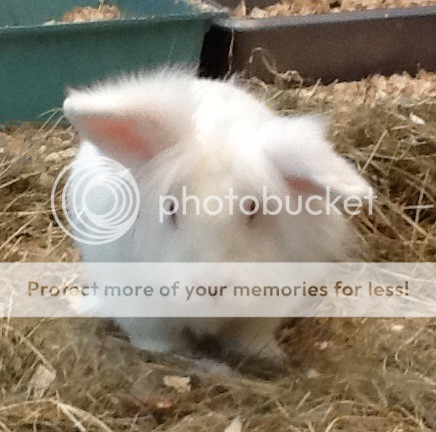 Ant ( Male Rew Lionhead rabbit)~ Tyne & Wear Antpawz