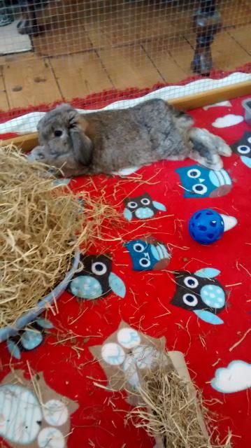 BASIL  ( 5 month old single male lop rabbit )~Tyne & Wear BasilMAIN