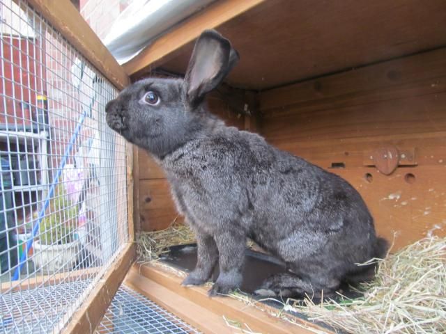 Dre.  ( 5 months old gorgeous male rabbit )~ Tyne & Wear DreIMG_1488