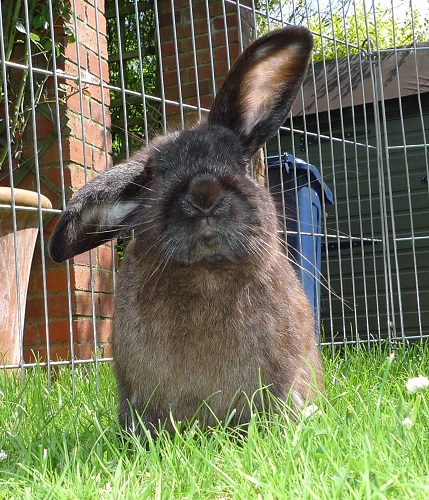 Jet ( Young male rabbit)~Tyne & Wear JET1