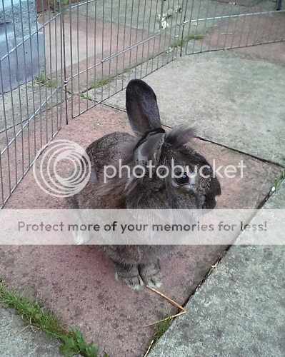 Phillip ( Neutered male Lionhead )~Tyne & Wear Mainphilip