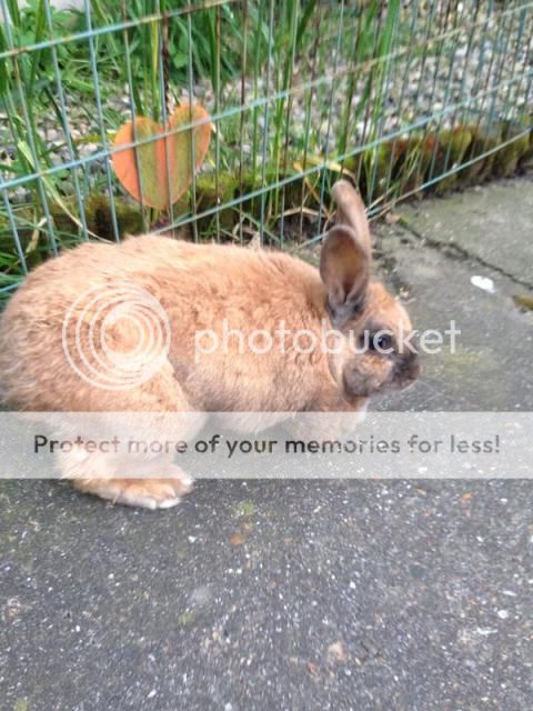 Toffee ( 6 year old single female rabbit)~Tyne & Wear Toffeea