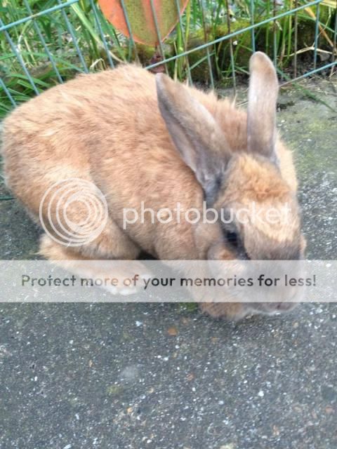 Toffee ( 6 year old single female rabbit)~Tyne & Wear Toffeef