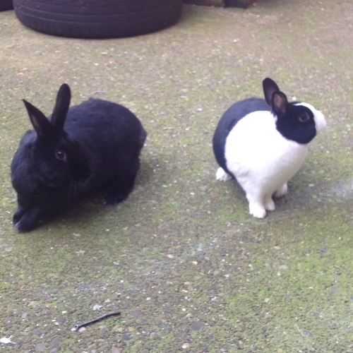 Toulouse and Fazie ( 3 year old Neutered males)~ Tyne & Wear ToulouseandFazie3