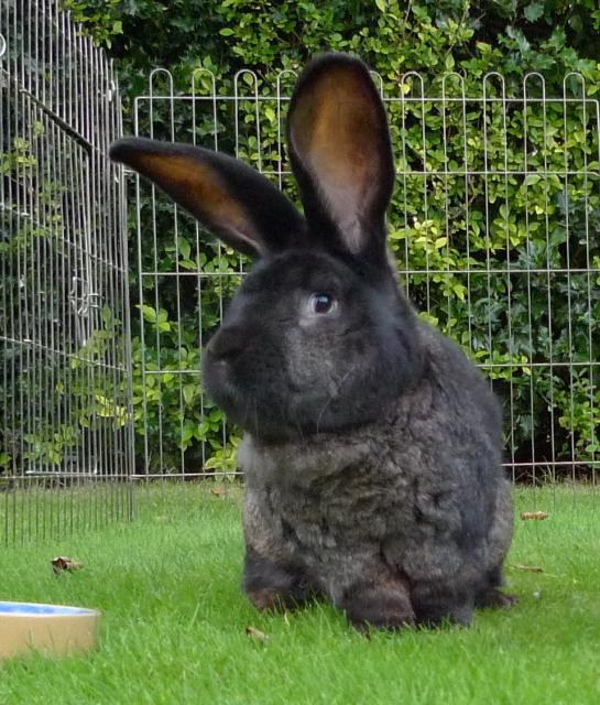 SAMSON ( Gorgeous Continental Giant male rabbit)~Tyne & Wear Samsonsidelook