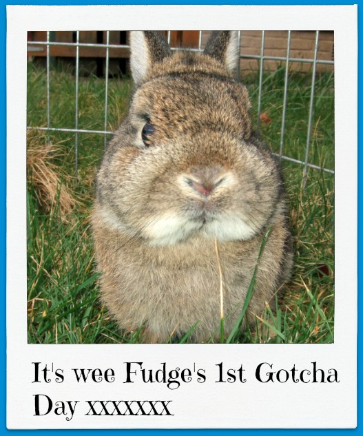 Today is wee Fudge's 1st Gotcha Day. WeeFudge1stGotchaDay1