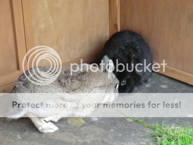 The rest of our Bunnies. RubyCharlie023