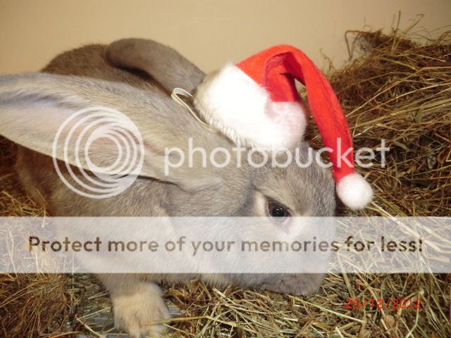 Holiday Buns Photoshoot :-) 25-12-12033