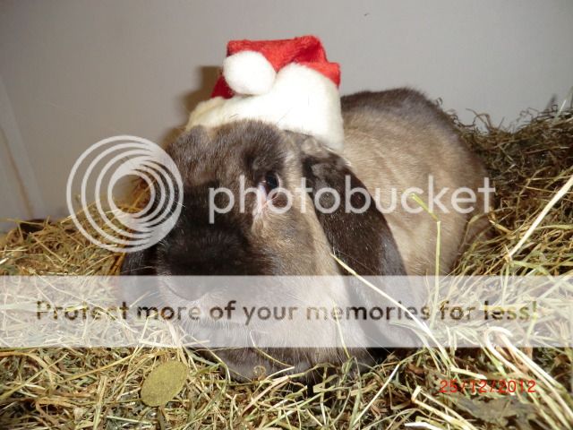 Holiday Buns Photoshoot :-) 25-12-12037