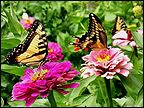 friends who care - Page 12 Butterflies-nocal-webpage