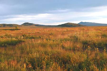 Blooming Plains