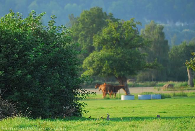 (secteur) COIRE - VADSENIUM - SAINT-PIERRE-DE-MÉDIANE Chevaux-lapin-campagne