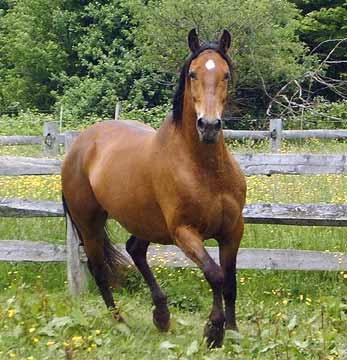 Lesla Kincade : Horse Breeder / Weyrling : Green Oleksyth Adonis