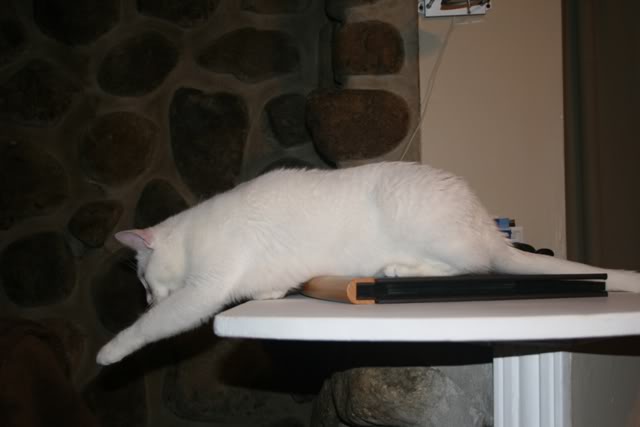 Lily, magnifique chatte blanche de 3 ans 25jun2011065