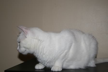 Lily, magnifique chatte blanche de 3 ans Lily60gal068