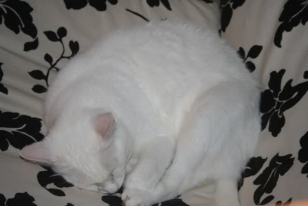 Lily, magnifique chatte blanche de 3 ans Lily60gal072