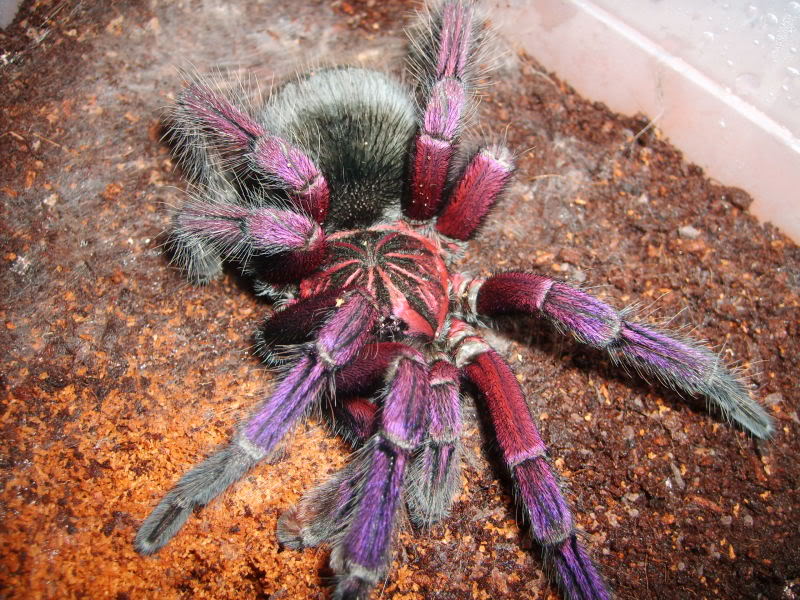 freshly moulted mature male Pamphobeteus vespertinus SD532056