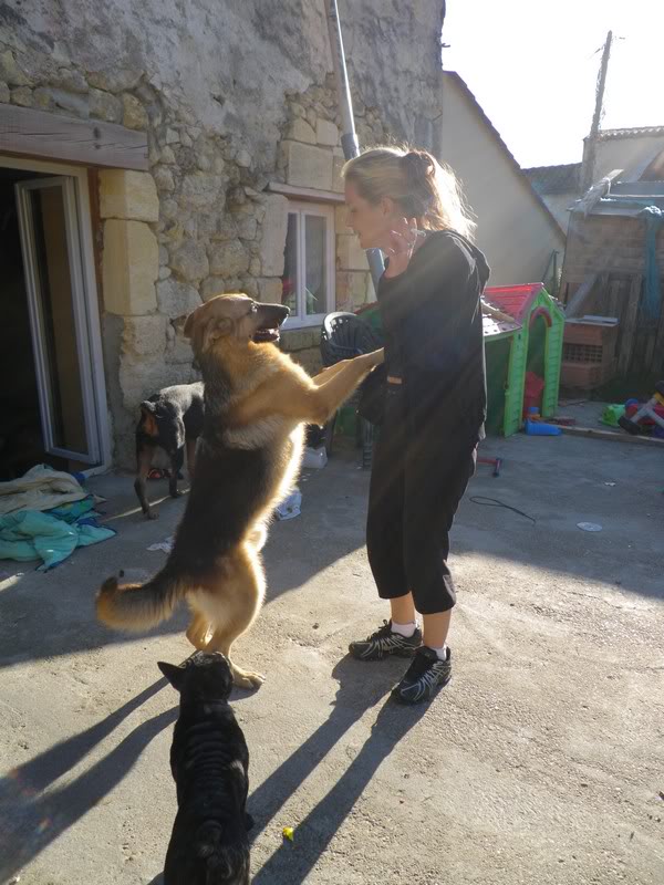 Elixir, Berger Allemand, 2 ans, adopté puis maltraité - Page 5 IMGP0315