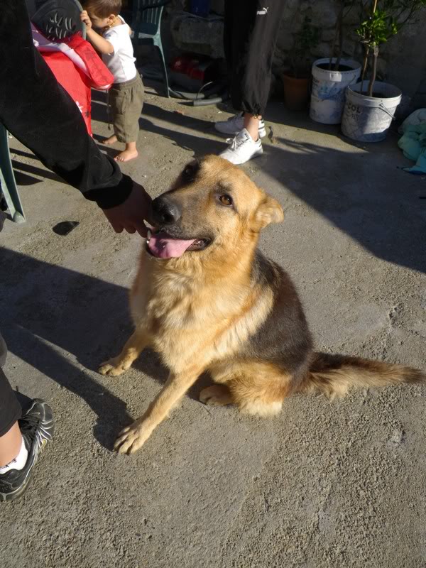 Elixir, Berger Allemand, 2 ans, adopté puis maltraité - Page 5 IMGP0321