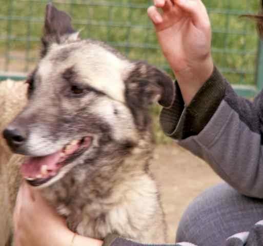 Roxanne, croisée malinois, 8 ans (tabanac) GetAttachment25