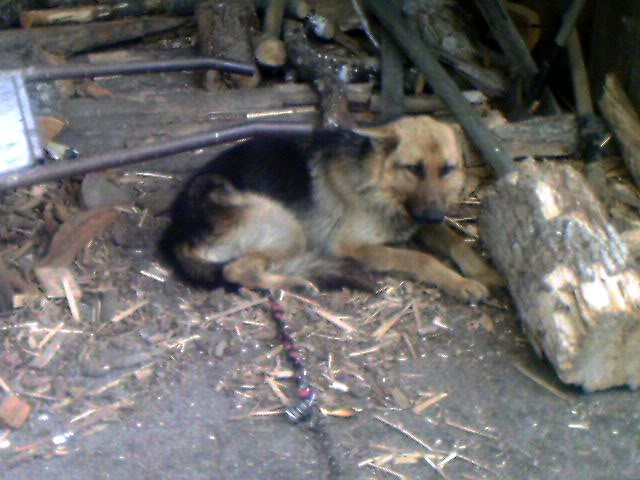 Elixir, Berger Allemand, 2 ans, adopté puis maltraité IMAGE_00002