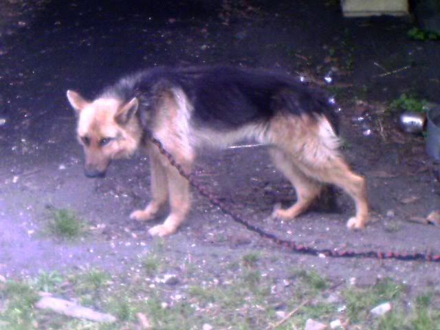 Elixir, Berger Allemand, 2 ans, adopté puis maltraité IMAGE_00006