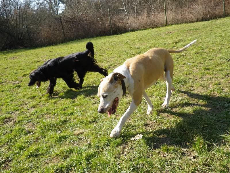  BASILE - x springer + de 8 ans, aveugle ..asso Rosalie Provence (83) - adopté par triniti IMGP0225