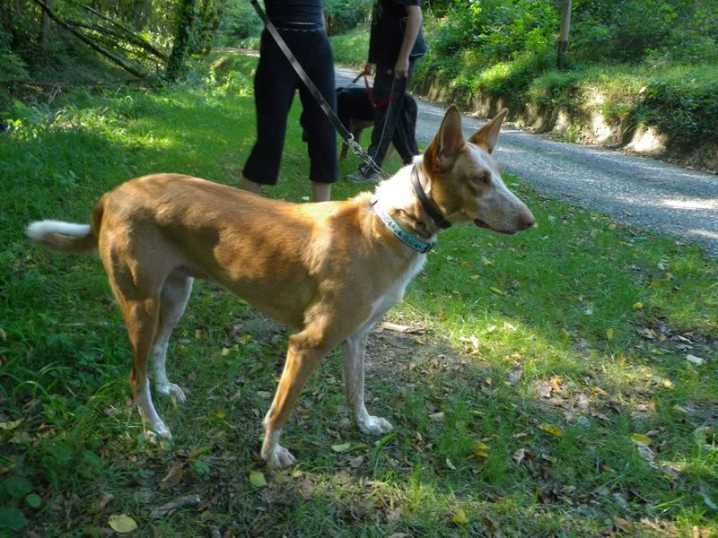 NOELIA - podenca 6 ans (2 ans de refuge) - Refuge Clochards Poilus à Tabanac (33) IMGP0242