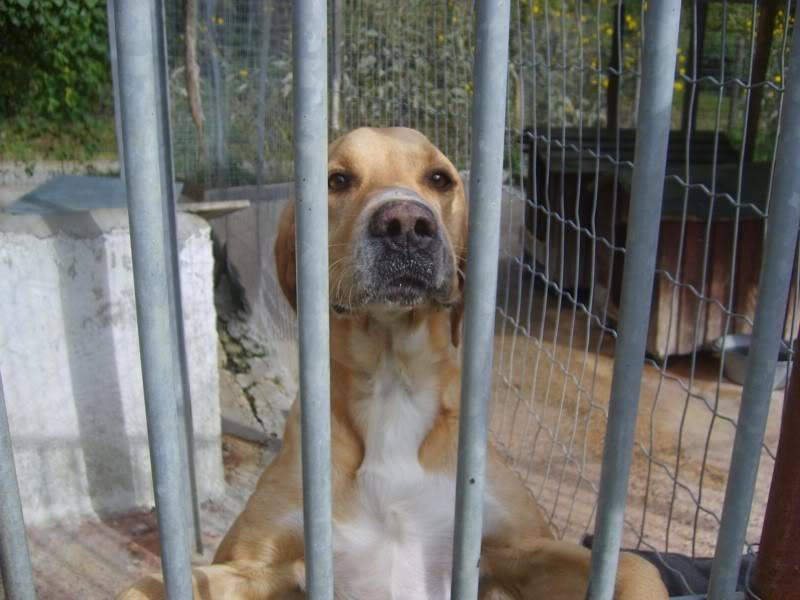 Nestor, croisé Labrador de 3 ans (tabanac) S6003352