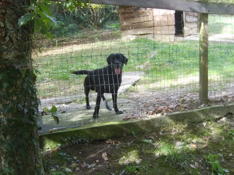 Réglisse, croisé Labrador/Griffon, 5 ans (tabanac) S6003404