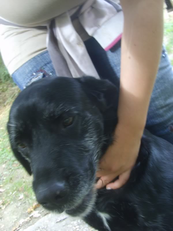 Réglisse, croisé Labrador/Griffon, 5 ans (tabanac) S6003419