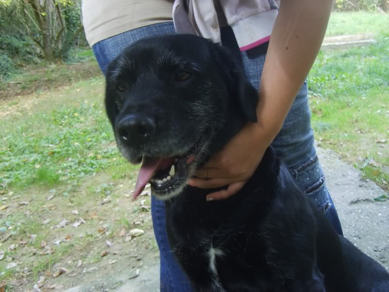 Réglisse, croisé Labrador/Griffon, 5 ans (tabanac) S6003420