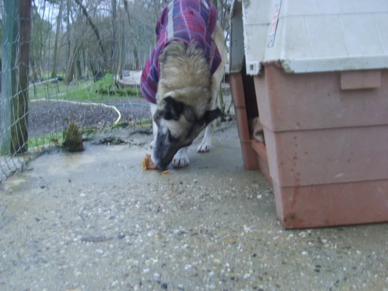 Roxanne, croisée malinois, 8 ans (tabanac) S6003637