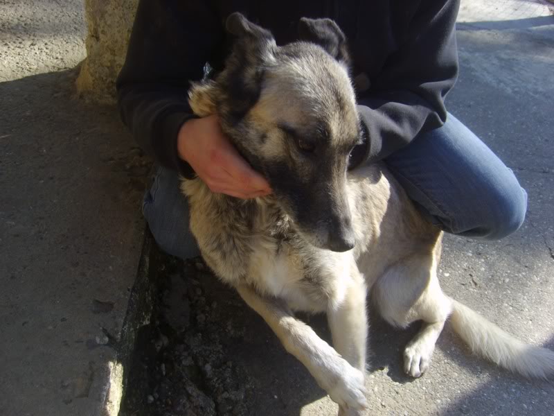 Roxanne, croisée malinois, 8 ans (tabanac) S6003848