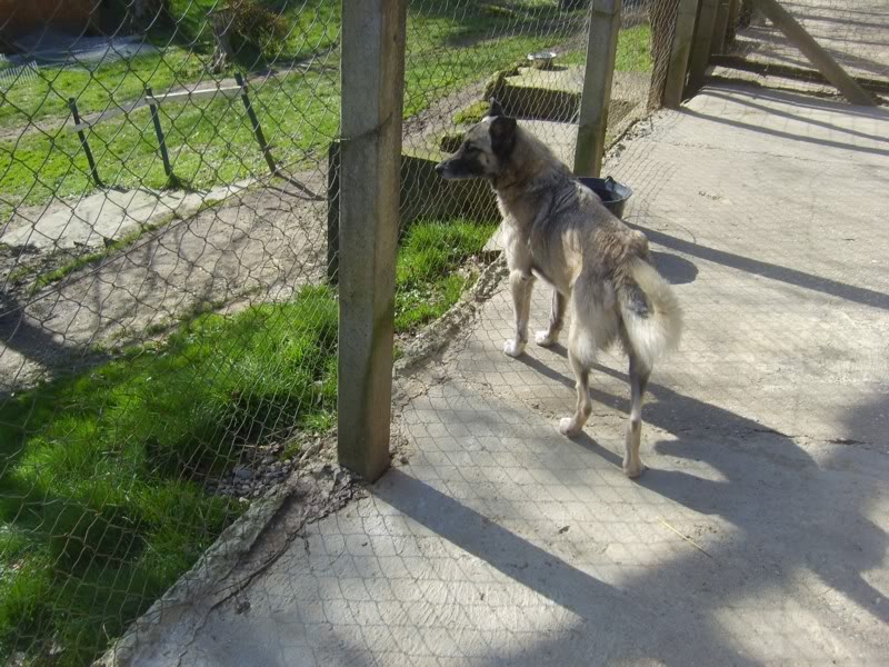 Roxanne, croisée malinois, 8 ans (tabanac) S6003855