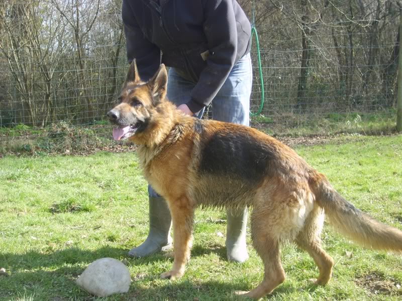 Samba, magnifique Berger Allemande de 8 ans (Tabanac-33) S6003859