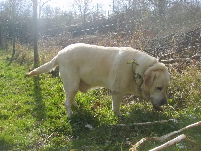 Patto, Labrador Sable de 6 ans (Tabanac-33) - Page 4 S6003870