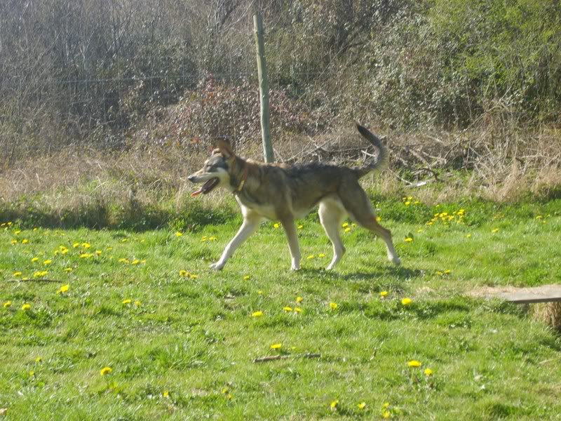 Dineka, croisée chien loup tchéc. née 15/06/07 (Tabanac-33) - Page 2 S6004118