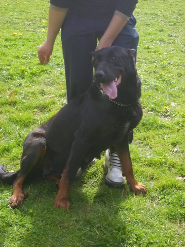 Tara, beauceronne 7 ans ( Tabanac - 33 ) S6004165