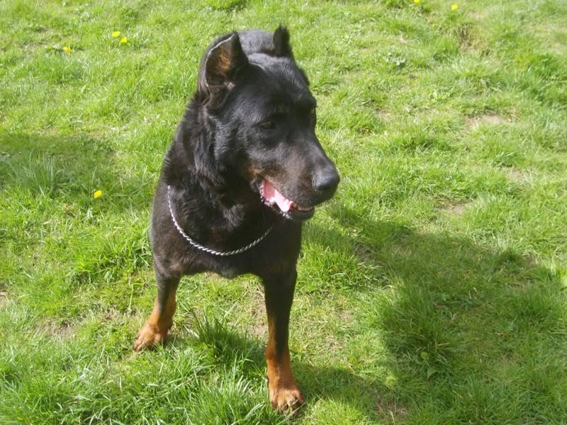 Tara, beauceronne 7 ans ( Tabanac - 33 ) S6004168