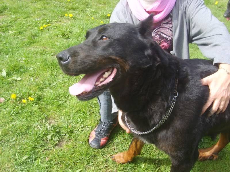 Tara, beauceronne 7 ans ( Tabanac - 33 ) S6004170